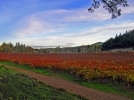 Autumn Overlooking Navarro Vineyards